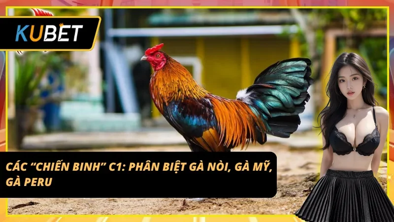 Phân biệt được các chiến binh Đá gà C1 tại Kubet