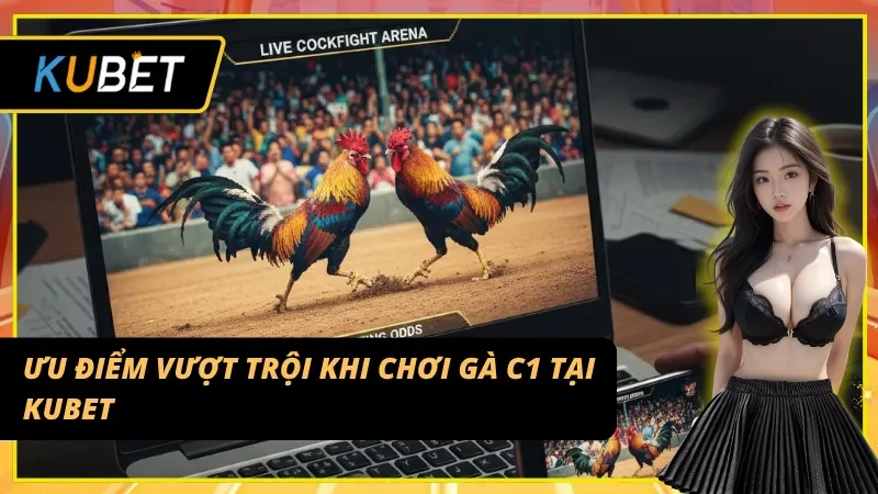Cơ hội thắng thưởng cực lớn khi tham gia Đá gà C1 tại Kubet