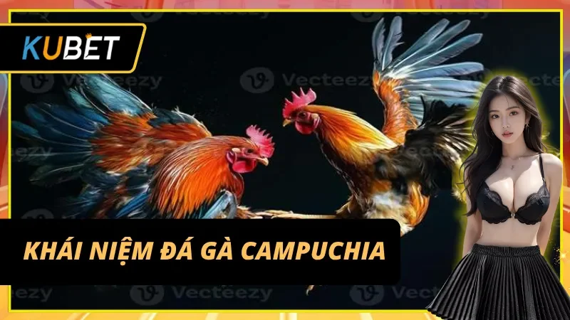 Đá gà Campuchia - Giải mã sức hút của đấu trường sinh tử