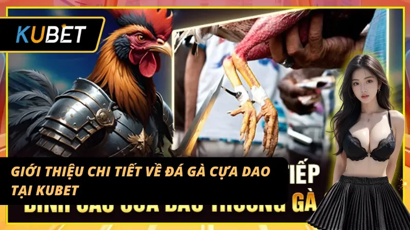 Tổng quan về môn đá gà cựa dao tại sân chơi Kubet