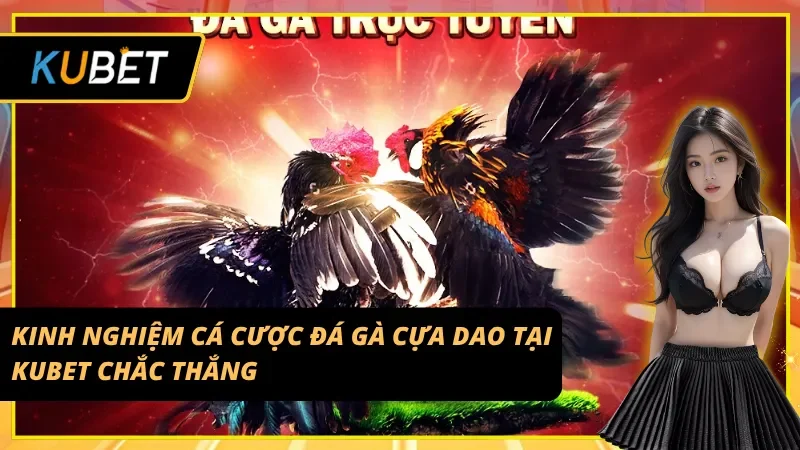 Hướng dẫn cá cược đá gà cựa dao Kubet dễ thắng