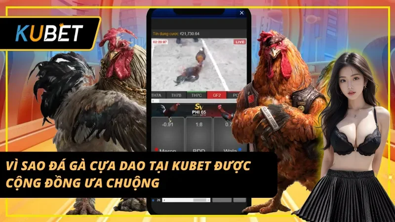 Sức hút của đá gà cựa dao Kubet với cược thủ