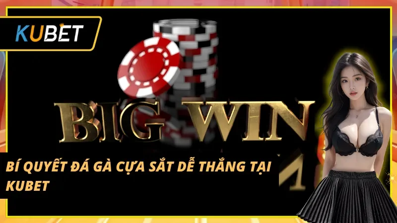 Kinh nghiệm chơi đá gà cựa sắt hiệu quả tại Kubet