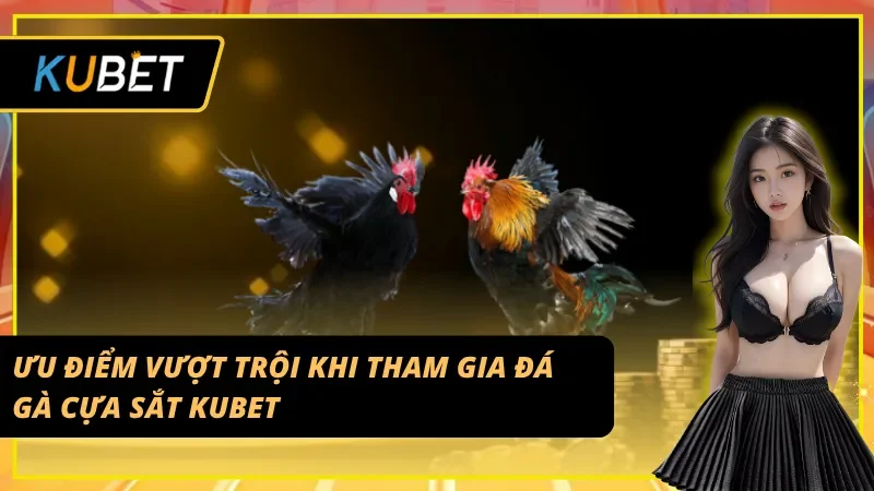 Lý do nên chơi đá gà cựa sắt tại Kubet