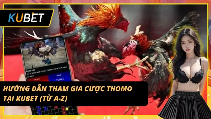 Hướng dẫn tham gia cược Đá gà Thomo tại Kubet đơn giản